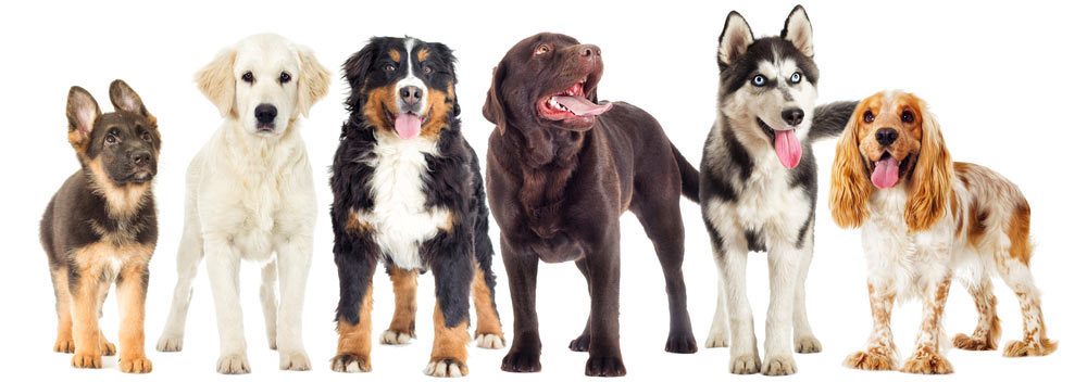 Different type of dogs - caring dog handlers care in Ourimbah, NSW