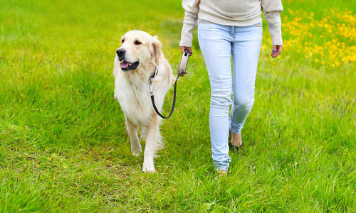Golden Retriever on the grass walking - caring dog handlers care in Ourimbah, NSW