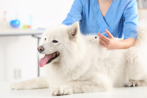 Veterinarian giving injection - affordable kennel care in Ourimbah, NSW